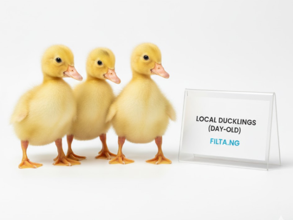 Local Ducklings (Day-Old)
