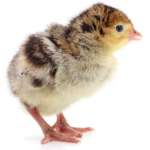 Local Turkey Poults (Day-Old)