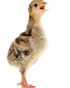 Local Turkey Poults (Day-Old)