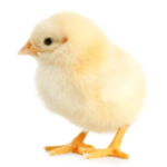Zartech Broilers: Cobb 500 (Day-Old Chicks)
