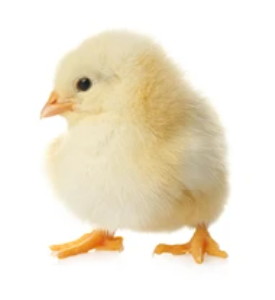 Zartech Broilers: Cobb 500 (Day-Old Chicks)