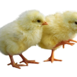 Zartech White Cockerels (Day-Old Chicks)