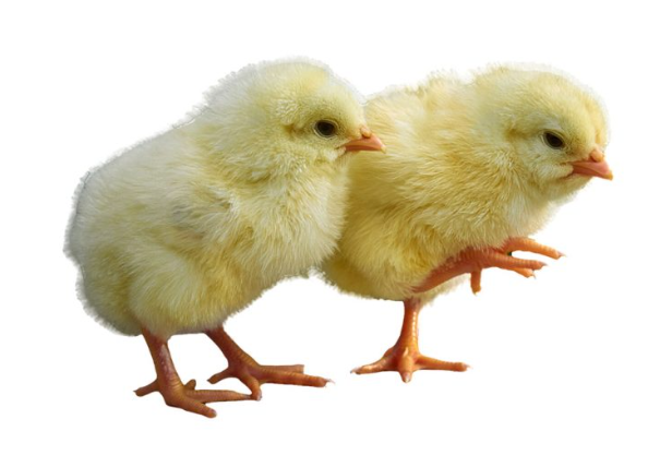 zartech-white-cockerel Zartech White Cockerels (Day-Old Chicks)