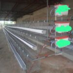 120-Bird Premium Imported Poultry Cage