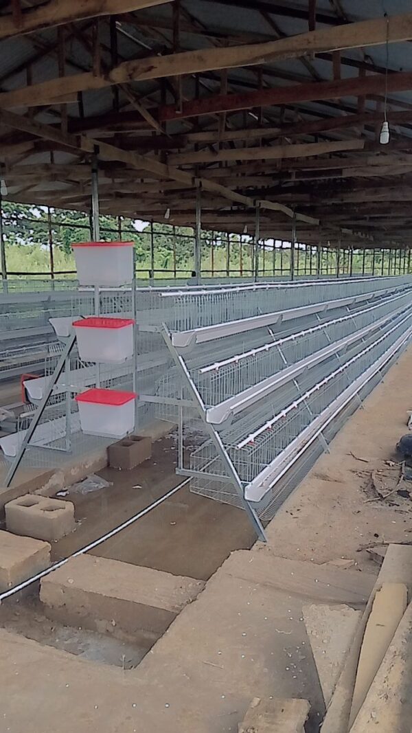 120-Bird Premium Imported Poultry Cage