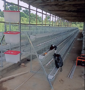 96-Bird Poultry Cage