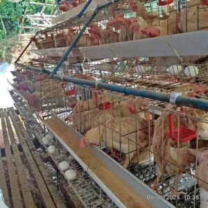 96-Bird Poultry Cage