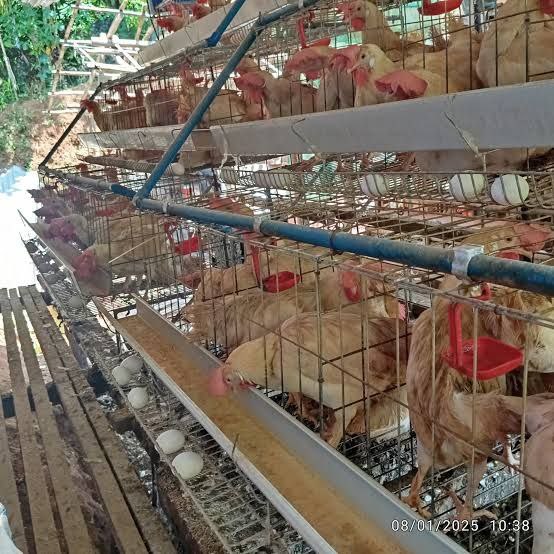 96-Bird Poultry Cage