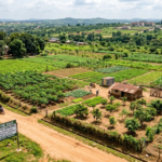 5 Acres of Fertile Farm Land at Amuloko, Ibadan